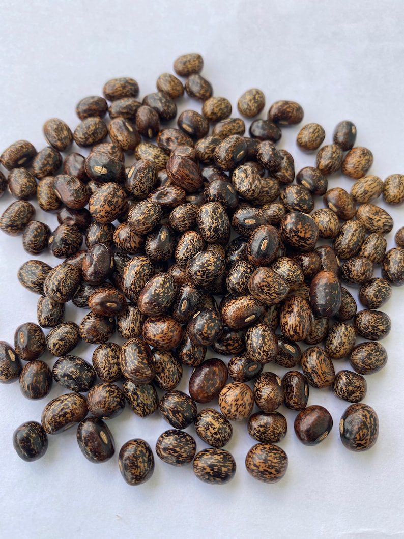 Nigerian Large Blackish African yam beanssphenostylis stenocarpa, 50 seeds /14 USD, shipping /10 USD, phyto certificate cost 12 USD image 9