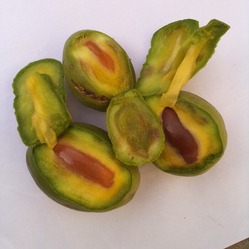 Vitellaria Paradoxa Shea Nuts Seeds for Planting10 Seeds Etsy