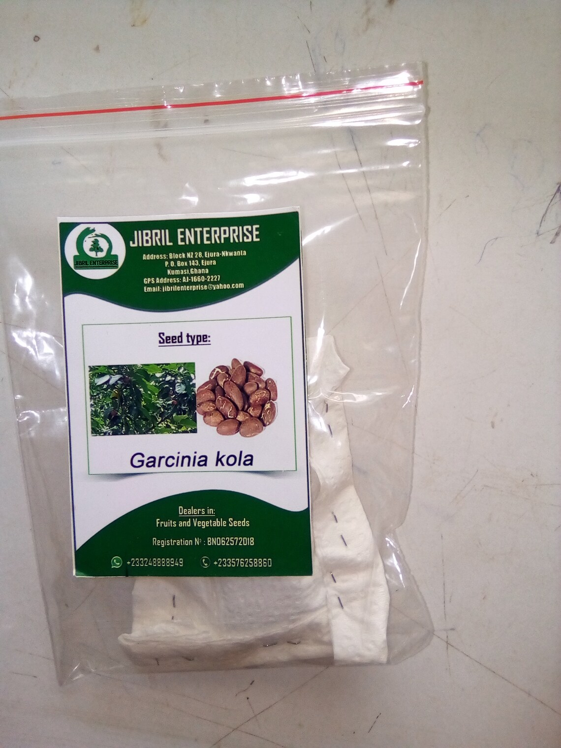 Bitter kolaGarcinia kola 20 seeds cost14 u.s dollars Etsy