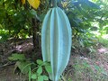 Fluted pumpkin, Ugu, Telfairia Occidentalis, 10 seeds/20 USD, EMS express shipping cost is 35 USD, fast shipping, Phyto certificate /12USD product logo