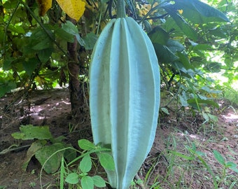 Fluted pumpkin, Ugu, Telfairia Occidentalis, 10 seeds/20 USD, Express shipping cost is 30 USD, only fast shipping, Phyto certificate 12 ISD