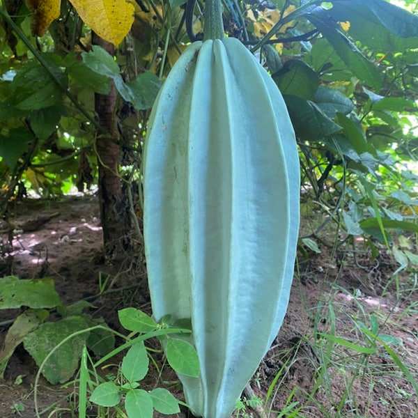 Fluted pumpkin, Ugu, Telfairia Occidentalis, 10 seeds/20 USD, Express shipping cost is 30 USD, only fast shipping, Phyto certificate 12 ISD