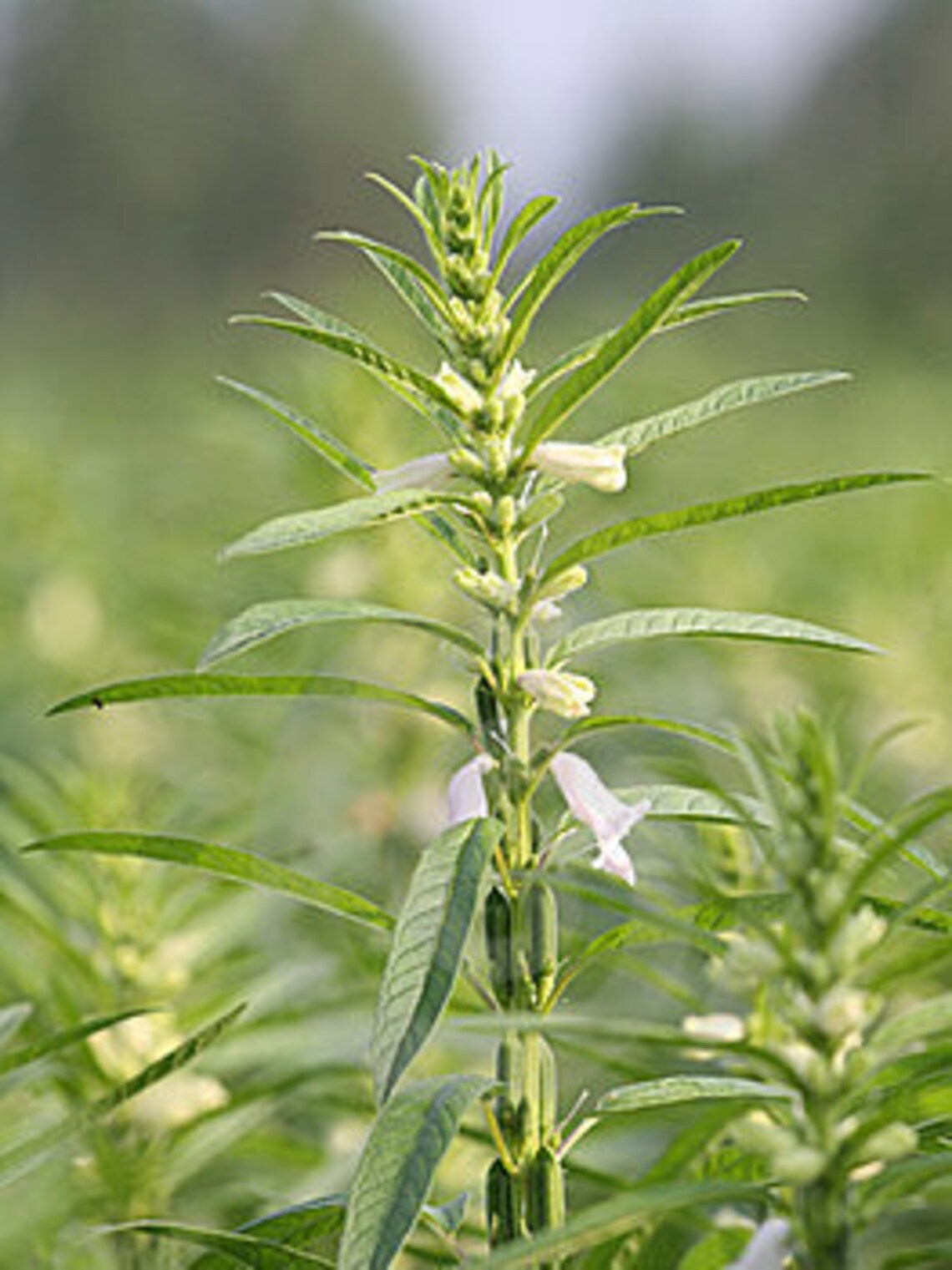 African pea sesame Sesamum indicum seeds for planting 200 Etsy