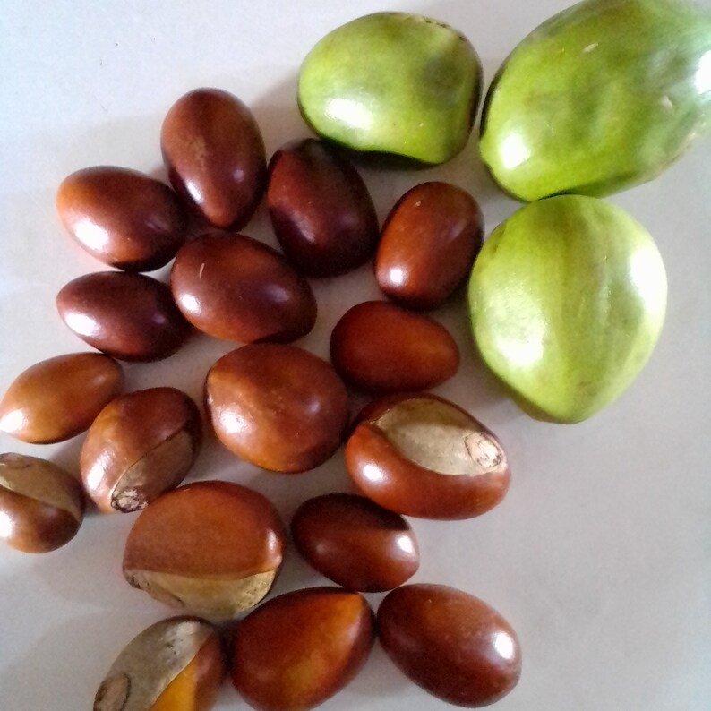 Vitellaria Paradoxa Shea Nuts Seeds for Planting10 Seeds Etsy