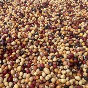 20 in 1 ghanaische mehrfarbige Bambara Bohnen, Vigna subterranea 200g für 8 USD, Versandkosten beläuft sich auf 10 USD, Phyto Zertifikat Kosten 12 USD Bild 6