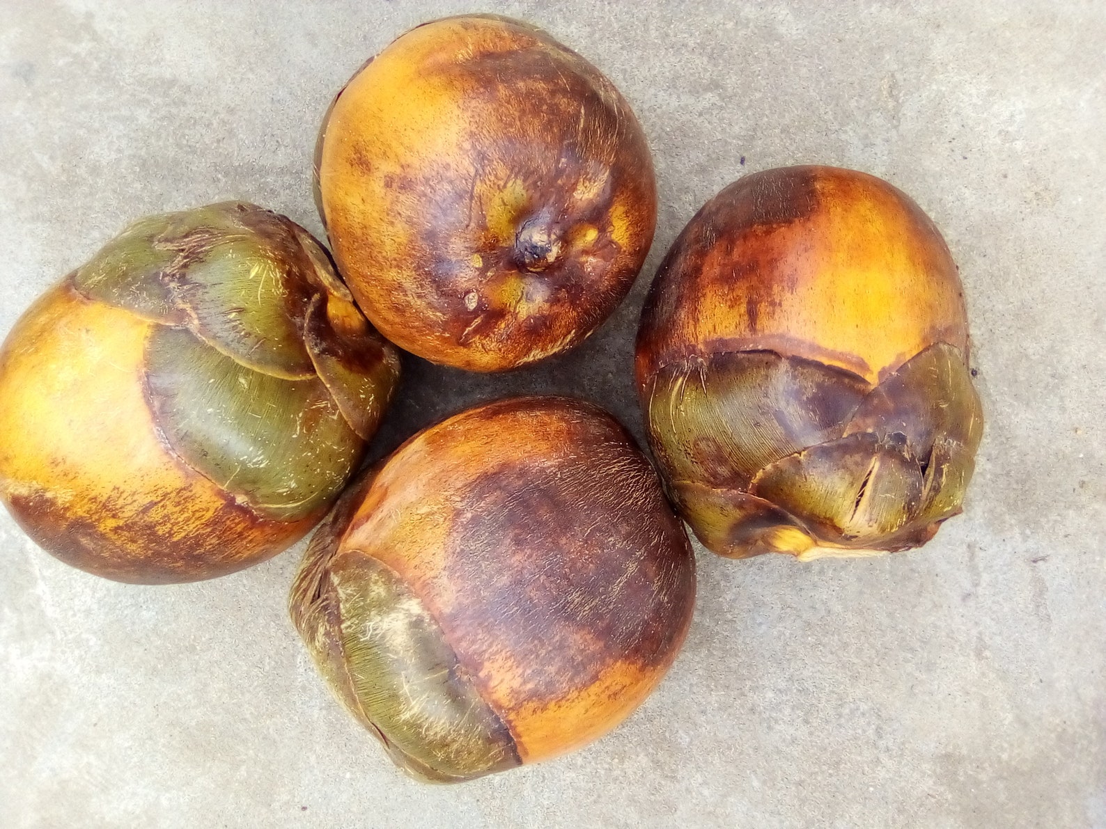 Fresh Fruit of African Fan Palm borassus Aethiopum 1 Fruit Etsy