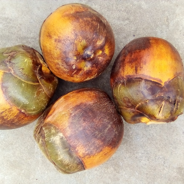 Fresh fruit of African fan palm (Borassus aethiopum), 1 fruit of weight 1.5kg-2kg/20 USD, shipping cost 35 USD, phyto certificate(12 USD)