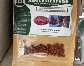 Ziziphus Spina christi, jujube d’épines du Christ, 25 graines pour 11 USD, les frais d’expédition sont de 10 USD, le coût du certificat phyto est de 12 USD