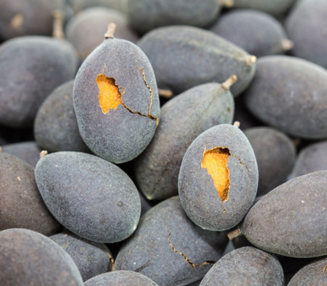 Black velvet tamarind 50 fresh fruits with viable seeds Etsy