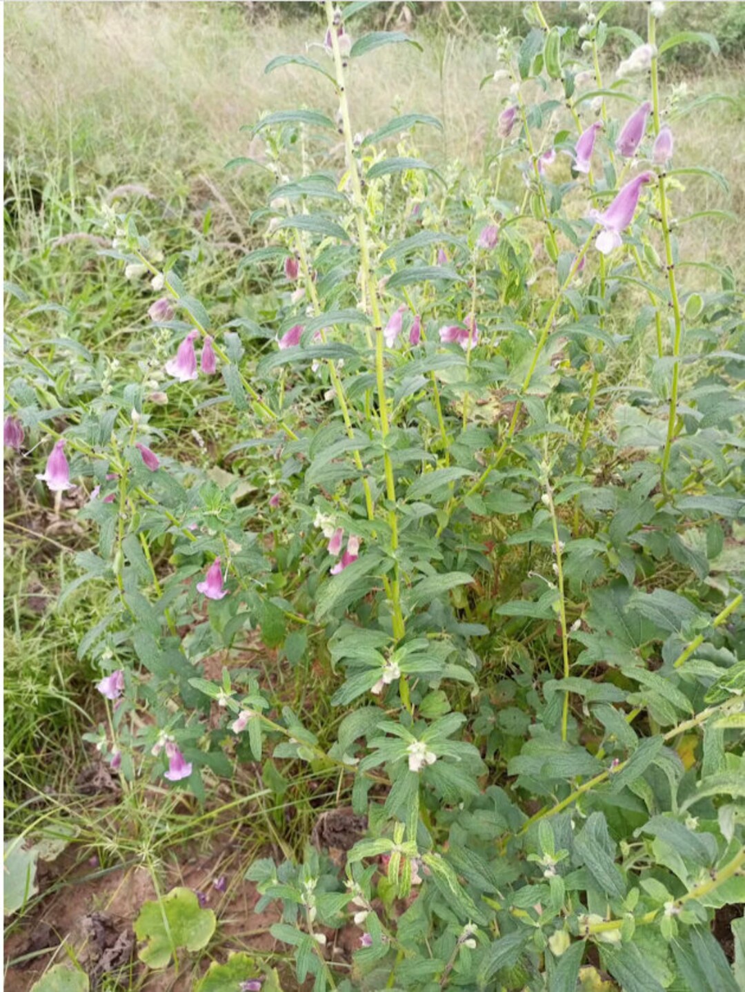 Ceratotheca Sesamoidesfalse Sesame, 200 Seeds Cost is 11 USD, Shipping Cost is 10 USD, Phyto