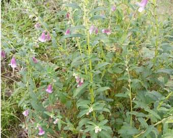 Ceratotheca sesamoides(false sesame), 200 seeds cost is 11 USD, shipping cost is 10 USD, phyto certificate cost is 12 USD