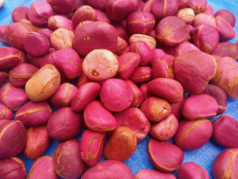 Red cola nut, RubraCola nitida, 300g nuts cost5 USD, shipping cost10 USD, Phyto certificate cost12 USD image 4