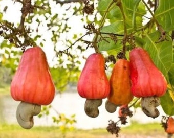 Anacardium occidentale, Red cashew, 20 seeds cost(8 u.s dollars), shipping cost(10 u.s dollars), Phyto certificate cost(12 u.s dollars).