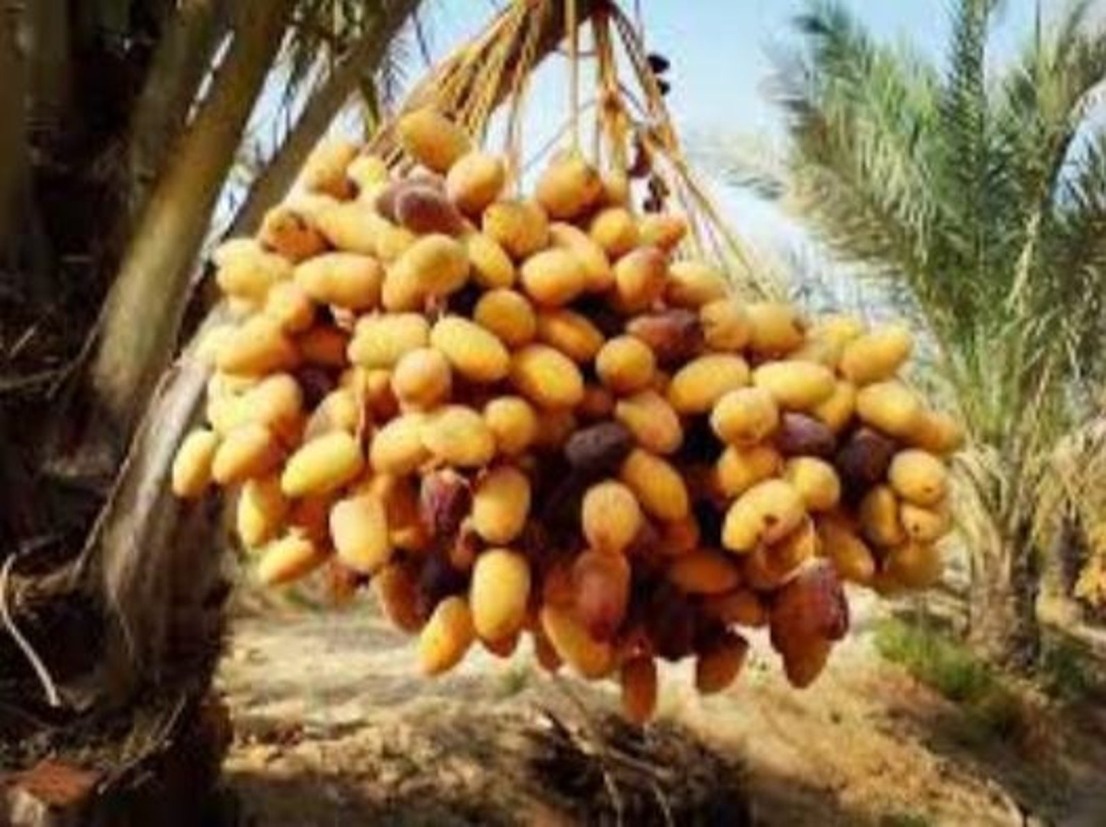Yellow dates Phoenix dactylifolia 200g of fresh dried fruits Etsy