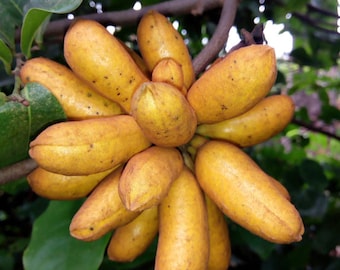 Bush banana (Uvaria chamae), 20 seeds cost(11 USD), shipping cost(10 USD), Phyto certificate cost(12 USD).