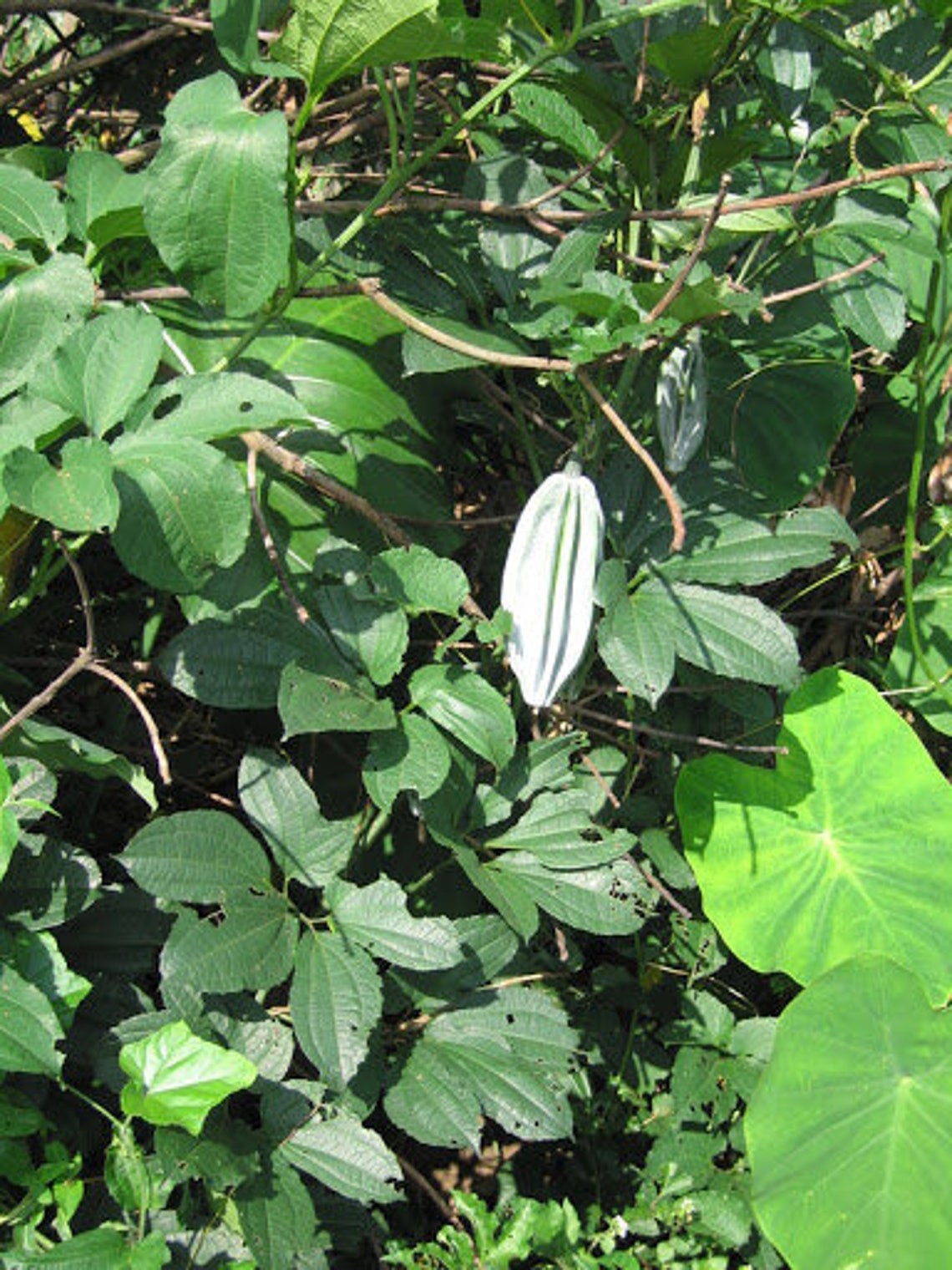 Dried Fluted Pumpkin Leaves Telfairia Occidentalis 300g for Etsy