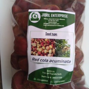 Red cola nut, RubraCola nitida, 300g nuts cost5 USD, shipping cost10 USD, Phyto certificate cost12 USD image 3