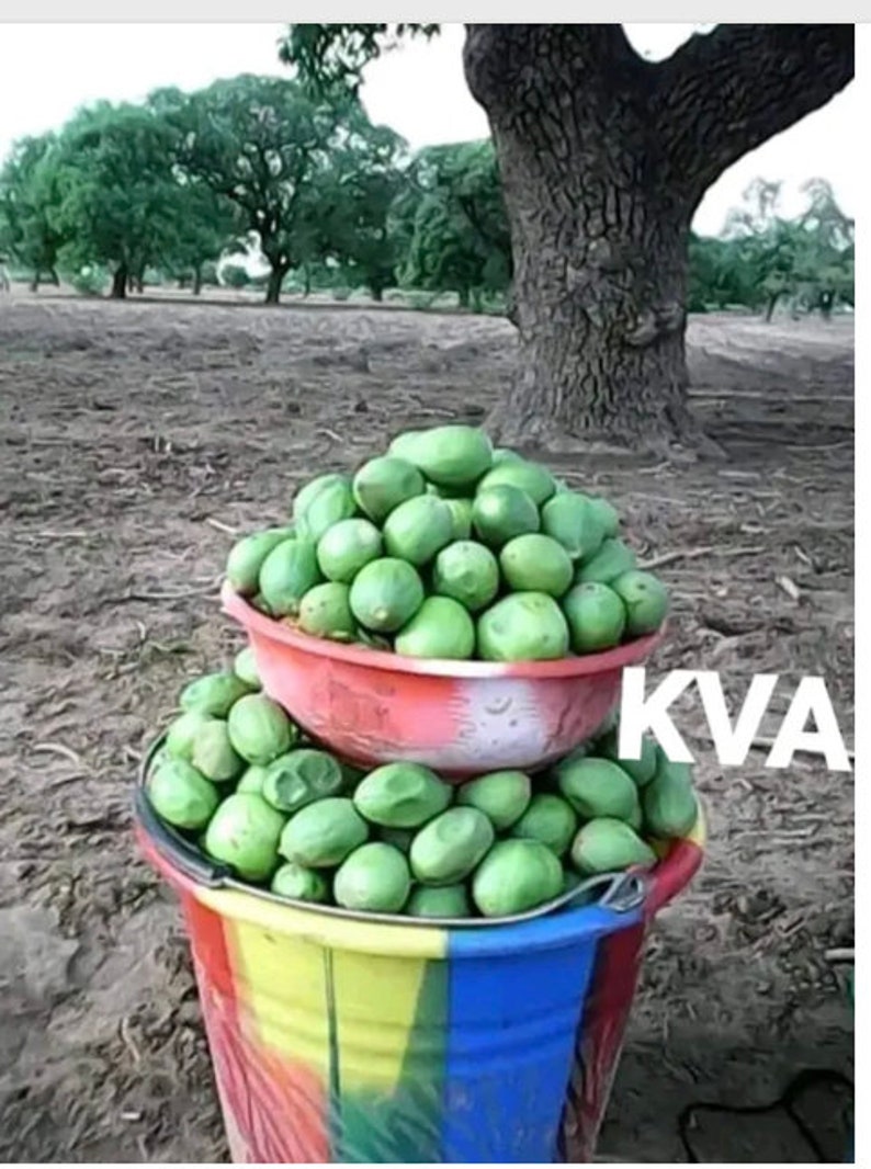 Vitellaria Paradoxa Shea Nuts Seeds for Planting10 Seeds Etsy