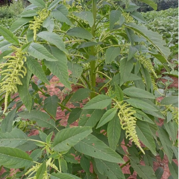 Amaranthus hybridus(Green amaranth, slim amaranth, ), 400 seeds cost 11 USD, shipping cost is 10 USD, phyto certificate cost is 12 USD