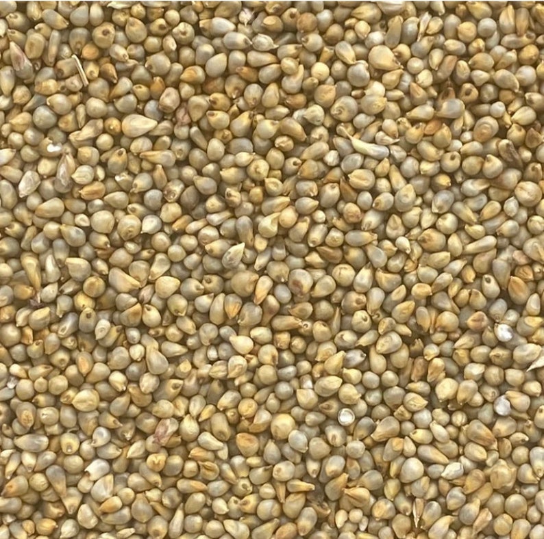 Nigerian Brown Millet Seeds Non Hybrid 200g for 11 USD Etsy
