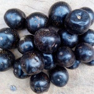 Vitex doniana, African black plum, 20 seeds 8 USD, shipping cost 10 USD, phyto certificate cost 12 USD image 1