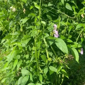 Brown eye African yam beanssphenostylis stenocarpa, 50 seeds /14 USD, shipping /10 USD, phyto certificate cost 12 USD image 2