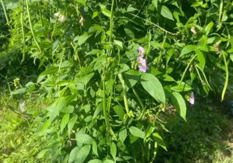 Nigerian Large Blackish African yam beanssphenostylis stenocarpa, 50 seeds /14 USD, shipping /10 USD, phyto certificate cost 12 USD image 3