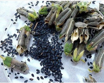 African black sesame seeds, 500 seeds/8 USD, shipping cost is 10 USD, phyto certificate cost is 12 USD