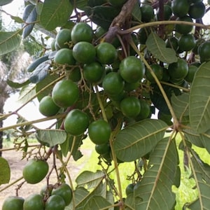 Vitex doniana, African black plum, 20 seeds 8 USD, shipping cost 10 USD, phyto certificate cost 12 USD image 2