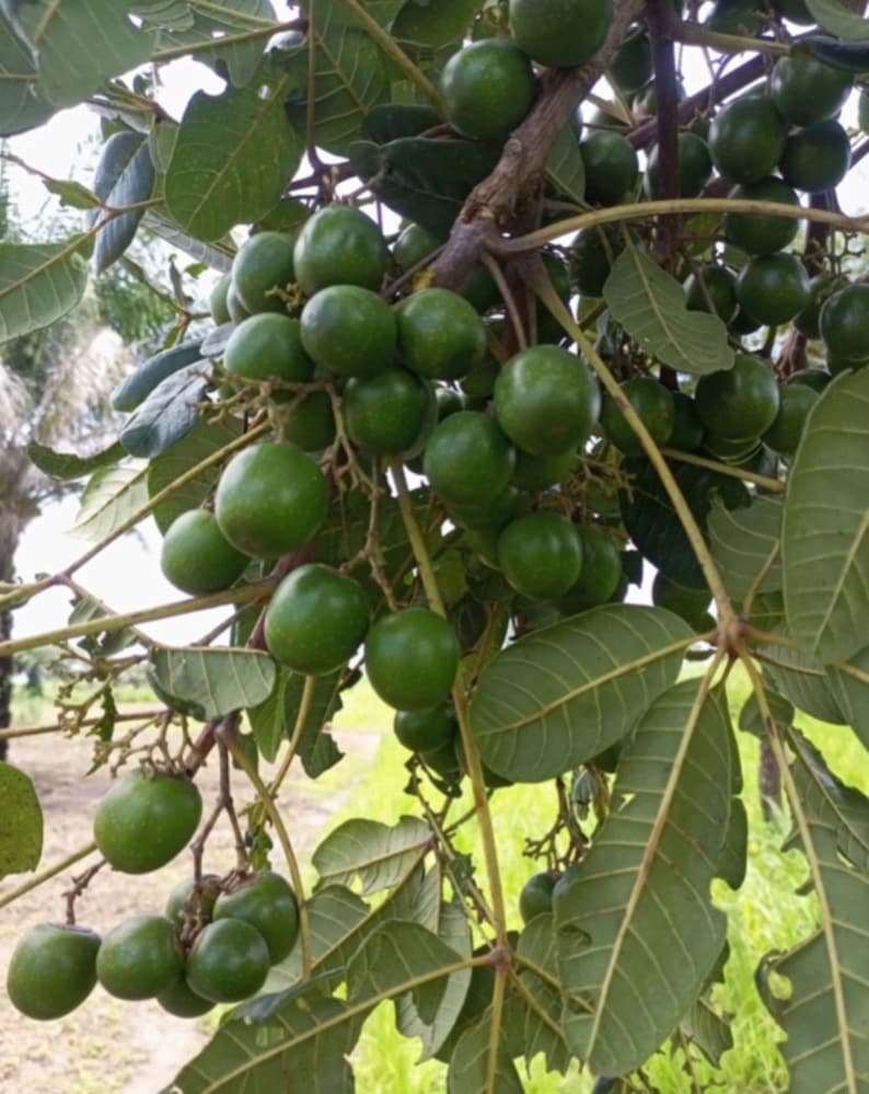 Vitex doniana, African black plum, 20 seeds 8 USD, shipping cost 10 USD, phyto certificate cost 12 USD image 2