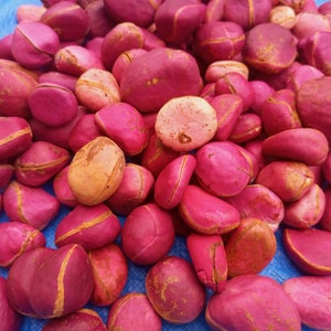 Red cola nut, RubraCola nitida, 300g nuts cost5 USD, shipping cost10 USD, Phyto certificate cost12 USD image 2