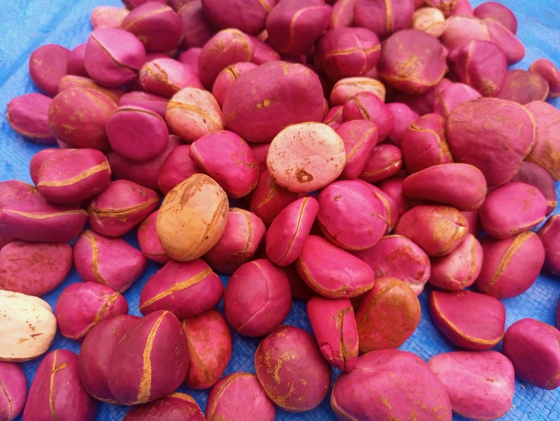 Red cola nut, RubraCola nitida, 300g nuts cost5 USD, shipping cost10 USD, Phyto certificate cost12 USD image 2