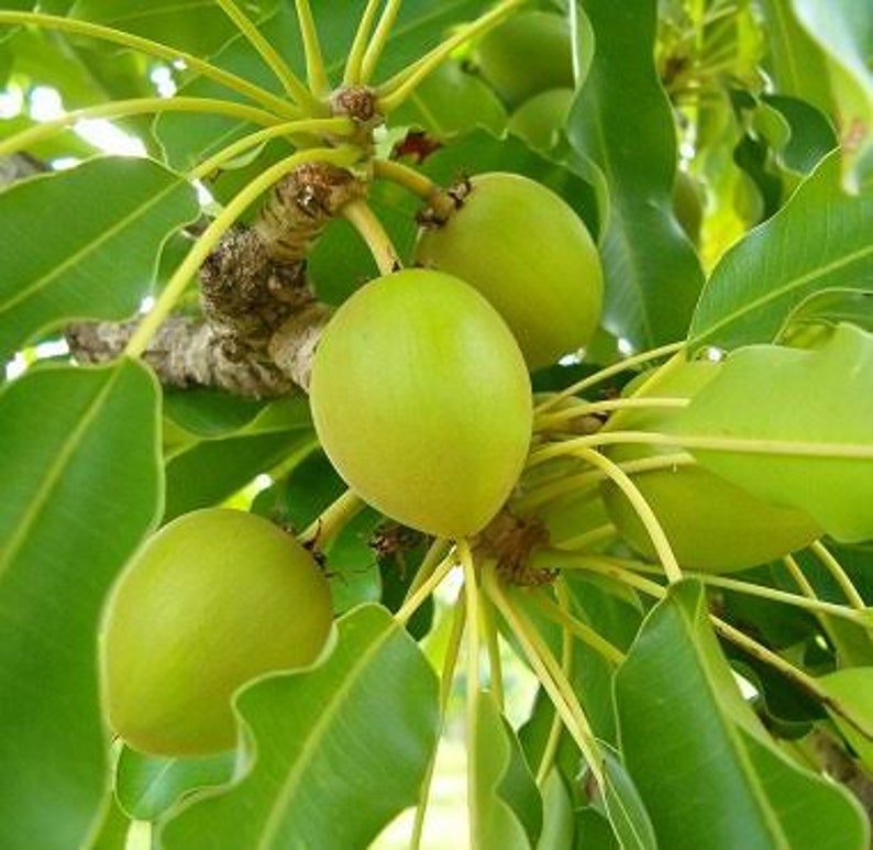 Vitellaria Paradoxa Shea Nuts Seeds for Planting10 Seeds Etsy