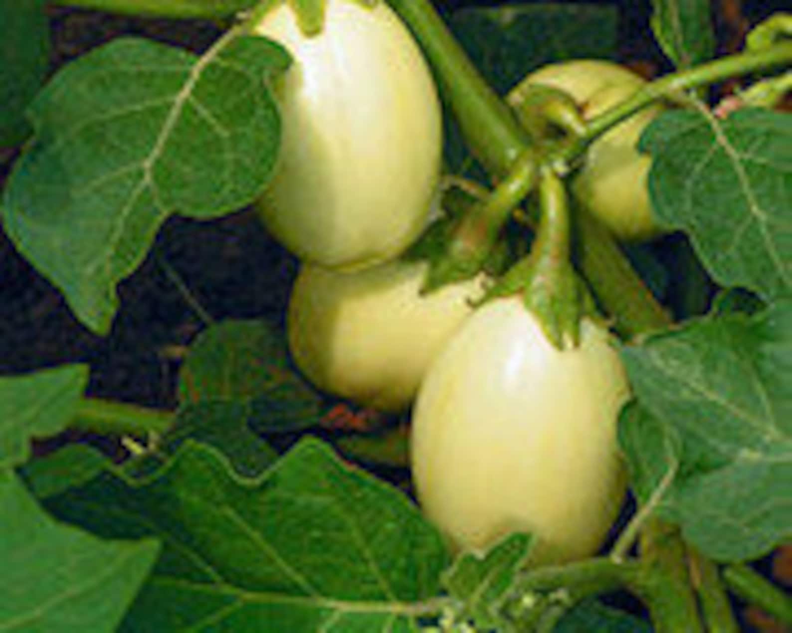 Solanum Aethiopicumwest African Garden Egg 200 Seeds Cost Etsy