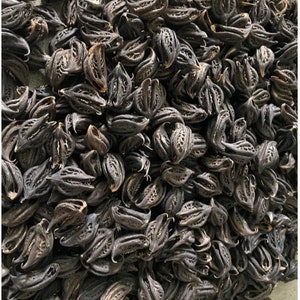 Martynia annua, Devil Claw Seeds, Tiger's Claw, 25 zaden / 10 USD, verzendkosten zijn 10 USD, fytocertificaatkosten zijn 12 USD