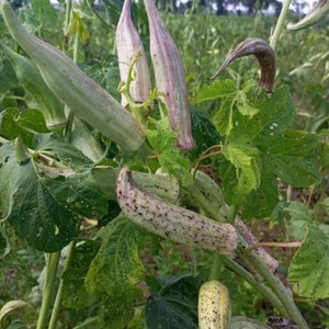 Okro largo de Borgoña Abelmoschus esculentus, 200 semillas/11 USD, el costo de envío es de 10 USD, certificado fitográfico es de 12 USD imagen 6