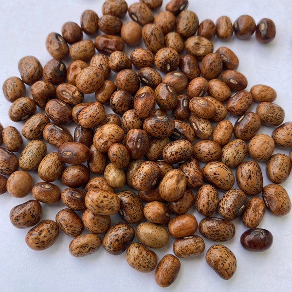 African Yam Seeds Etsy