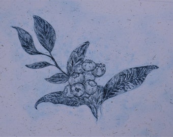 British Blueberries, Drypoint Radierung, Original Druck, handbedruckt, Intaglio Druck