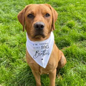 I'm going to be a Big BROTHER printed Dog Neckerchief, Pregnancy Announcement Dog Neckerchief, Big Brother Dog to be, Baby Announcement Idea image 3
