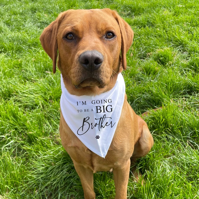 Je vais être un foulard pour chien imprimé Big BROTHER, un foulard pour chien d'annonce de grossesse, un futur chien Big Brother, une idée d'annonce de bébé image 3