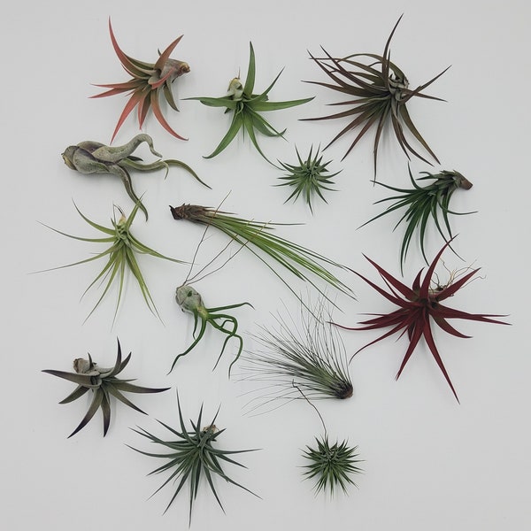 Air Plant WHOLESALE Mix (Some varieties in mix are colored with a floral tint, Mix of quantities, Wedding favors, Bulk