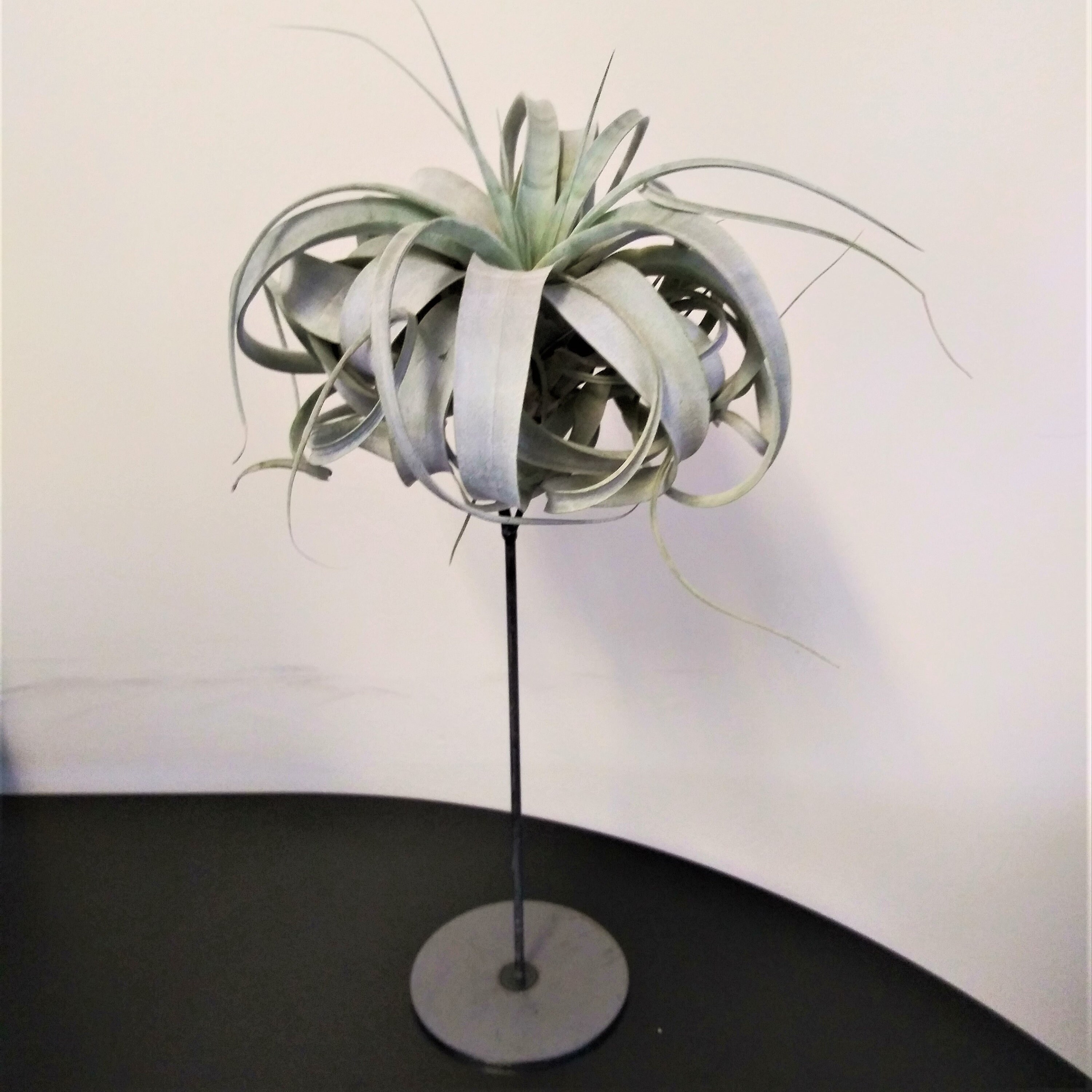 Xerographica With Metal Air Plant Holder Etsy