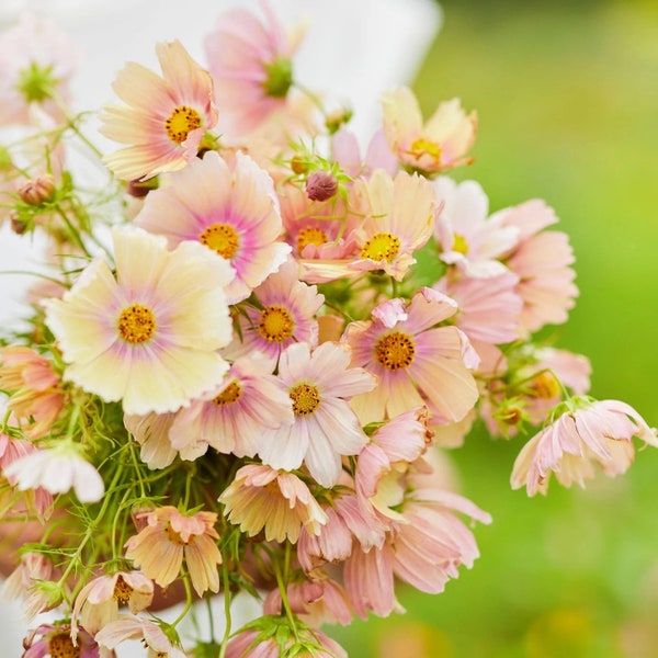 30 Cosmos APRICOT LEMONADE Schmuckkörbchen Samen Seeds