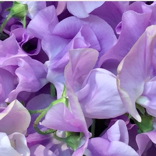 12 ELEGANCE LAVENDER Duftwicke Samen Sweet Peas Seeds