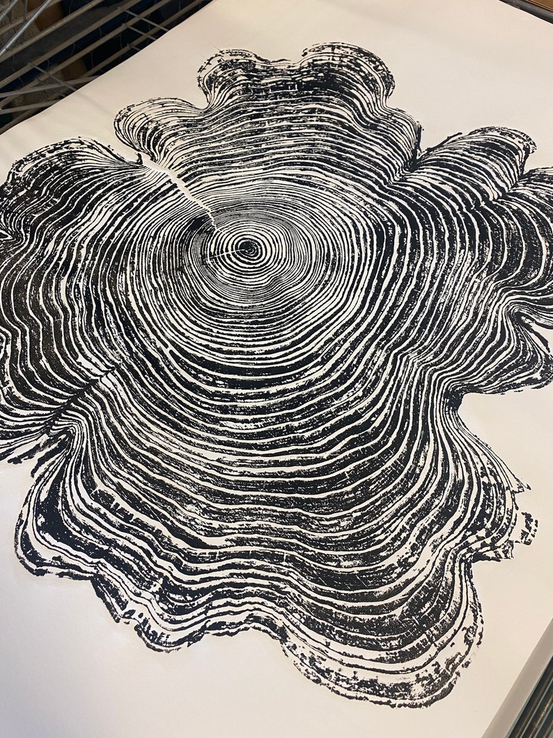 Western Red Cedar, Tree Ring Print, Black and White Tree Ring Print, Large tree ring print, Tree Stump print, Huge Tree Ring Print image 10