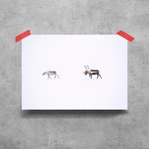 Poster Winter Rentier | Ruhige Schneelandschaft mit majestätischen Hirschen, friedliche Natur Kunstdruck #193