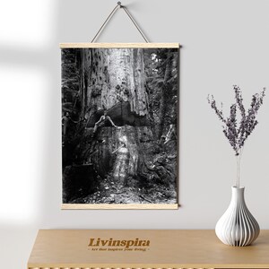 May include: Black and white photograph of three men standing near a large felled tree in a forest. The men are wearing work clothes and appear to be loggers. The tree is massive and has a rough bark texture. The image is framed with a wooden frame.