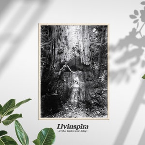 Immagine storica di disboscamento, scena vintage di boscaiolo, decorazione murale rustica, vecchia foto di disboscamento, decorazione murale dell&#39;eredità del boscaiolo - Stampa incorniciata n. 28