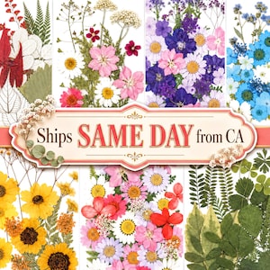 Pressed Dried Flowers Assorted Pack for Resin, Jewelry DIY, Card Making, Scrapbooking, Bookmarks and Floral Crafts [N]