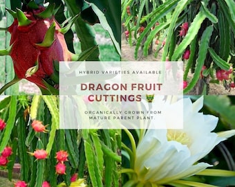 Dragon Fruit Cuttings Dragonfruit Cuttings